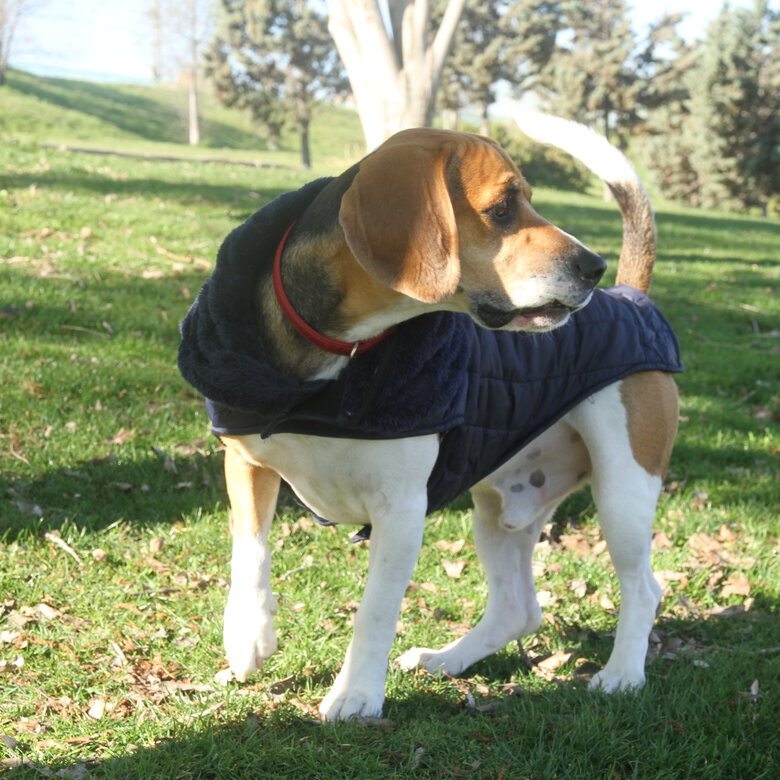 Loyal abrigo azul talla grande para perro, , large image number null