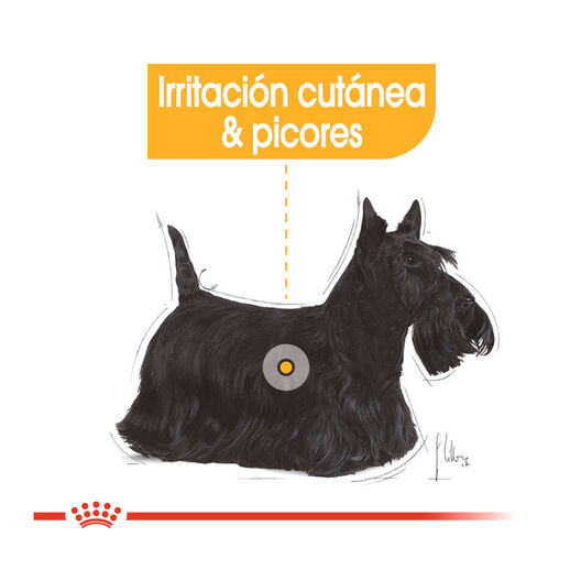 Royal Canin Dermacomfort Mini pienso para perros, , large image number null