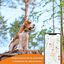 Weenect XS - GPS para perro (Negro), , large indicador imagen numero 3