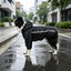 Gotoo Abrigo Impermeable Reflectante Negro para perros, , large indicador imagen numero 1