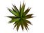 Planta Ananas de decoración para terrarios, , large indicador imagen numero 3