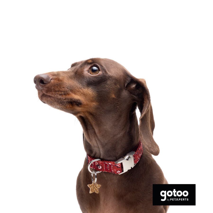 Gotoo Collar estampado cachemira rojo para perros, , large Imagen numero 4