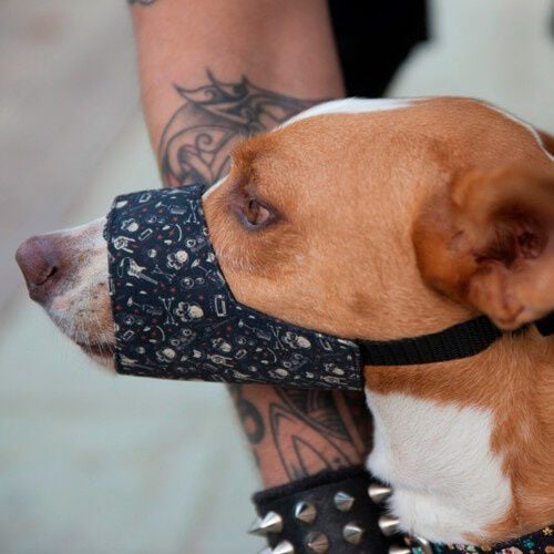 Pamppy Bozal Evan para perros color Negro thumbnail