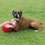 Coachi Boomer Ball pelota gigante para perros, , large indicador imagen numero 3