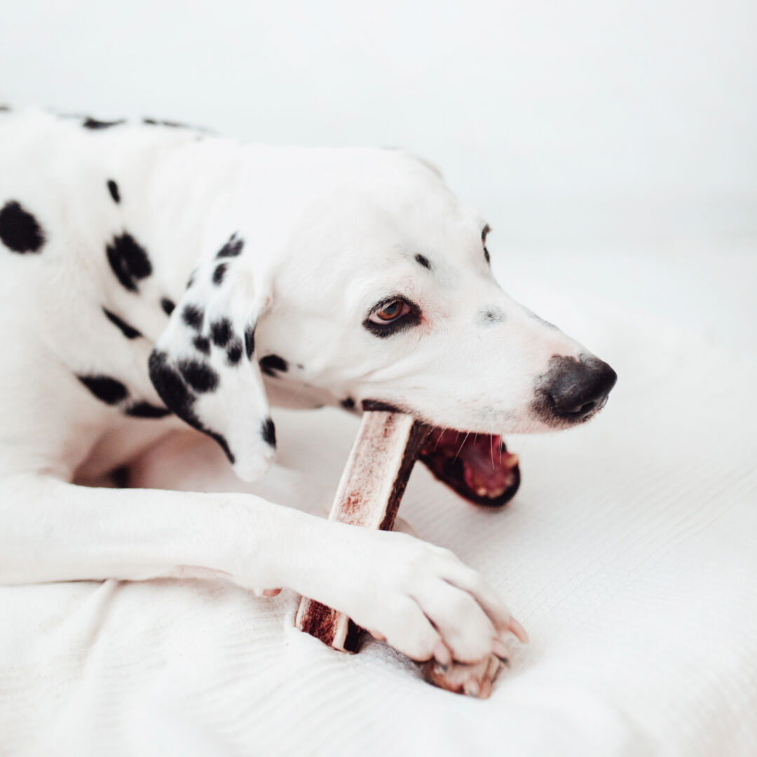 BIMORDISCOS Asta de ciervo Partida para perros Pack 2 x L, , large Imagen numero 3