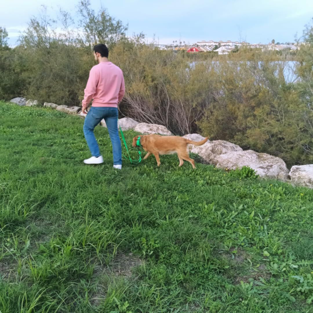 EGV - Correa multiposicion perro con doble asa de neopreno. Correa perro manos libres de 2,50 metros de longitud. (Verde), , large Imagen numero 5