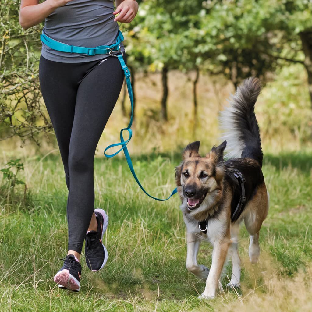Correa con cintur&oacute;n azul para perros, , large Imagen numero 5