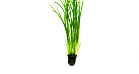 My Shrimp House Vallisneria para peces