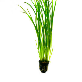 My Shrimp House Vallisneria para peces