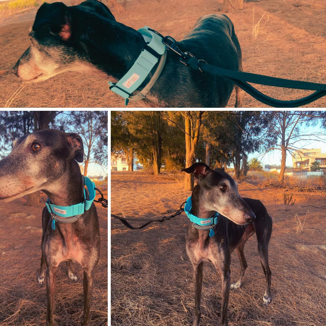 EGV - Collar Martingale. Collar galgo hecho a mano en Espa&ntilde;a (Azul), , large Imagen numero 4