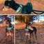 EGV - Collar Martingale. Collar galgo hecho a mano en España (Azul), , large indicador imagen numero 4