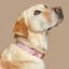Baona collar kuta morado y rosa para perros, , large indicador imagen numero 2