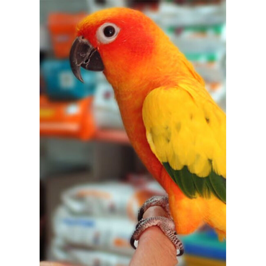 Psittacus Mini pienso para pájaros pequeños thumbnail