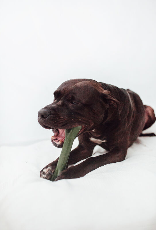 BIMORBOX Cachorros Medianos y Grandes – Pack Ahorro con Juguete, Mordedor de Olivo y Snacks Sin Aditivos thumbnail