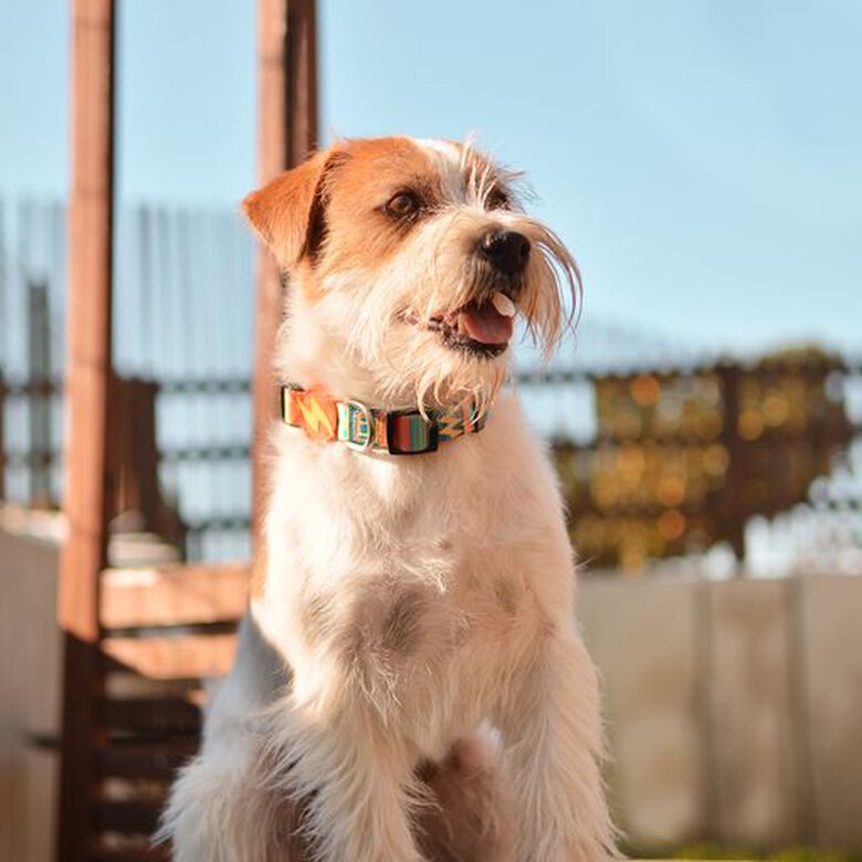 Dashi terracotta collar de poliéster multicolor para perros, , large image number null