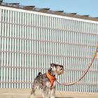 Dashi stripes correa de poliéster naranja y negro para perros, , large image number null
