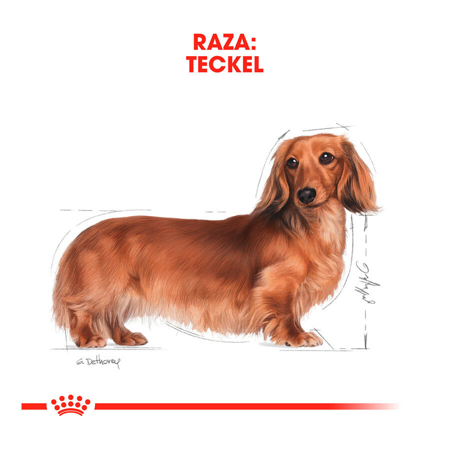 Royal Canin Adult Dachshund pienso para perros thumbnail