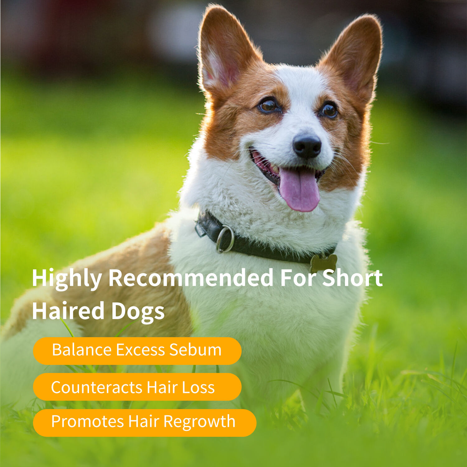 Nobleza Champ&uacute; para Cachorros Aroma de Almendra y Miel, Champ&uacute; para perros de pelo corto Hipoalerg&eacute;nico especial para  Bull Terriers y Corgi 250 ml, , large Imagen numero 5