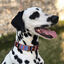 COLLAR NIGERIA - S, , large indicador imagen numero 2