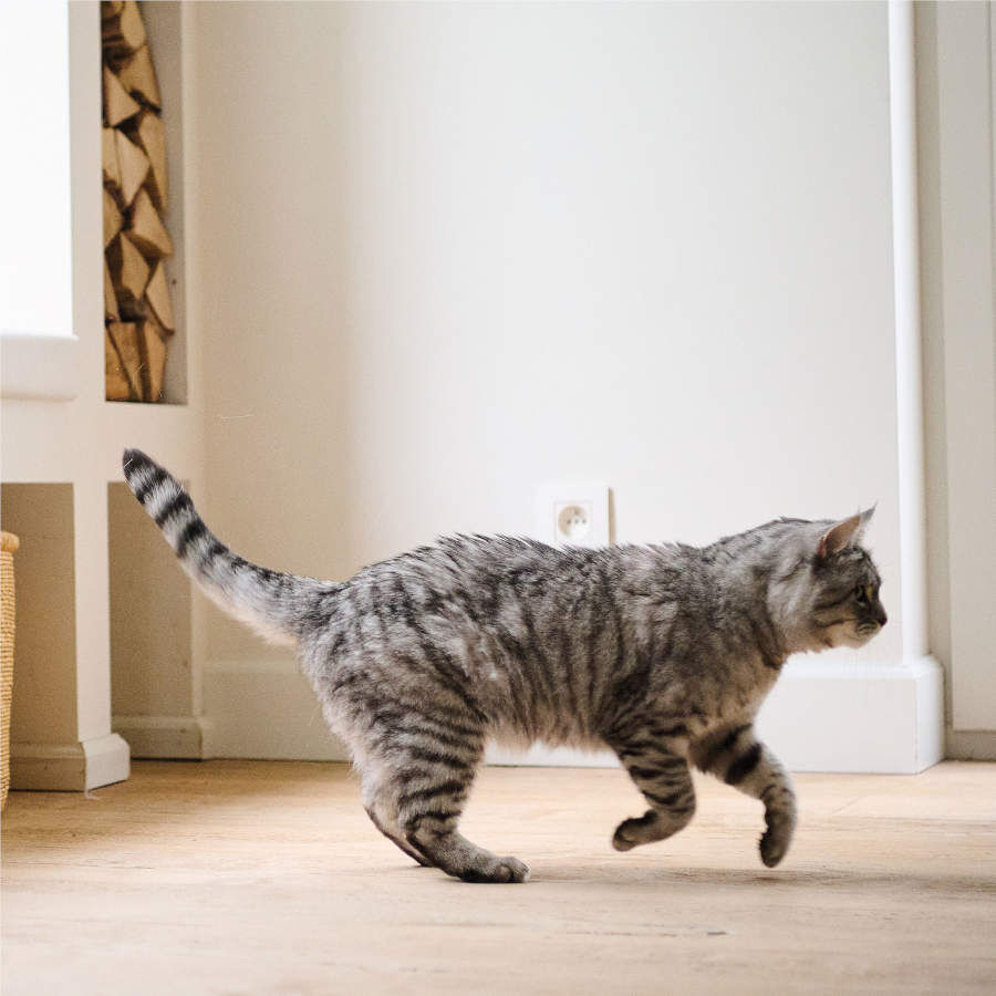 Beaphar CatComfort Difusor Relajante con Recambio para gatos, , large Imagen numero 4