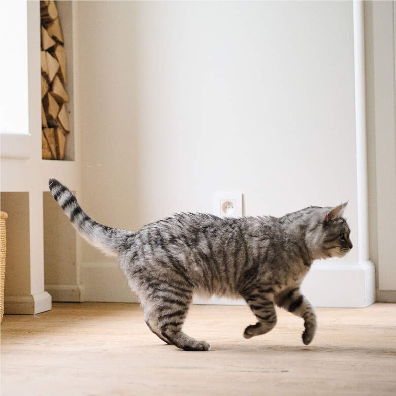 Beaphar CatComfort Difusor Relajante con Recambio para gatos, , large image number null
