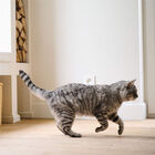 Beaphar CatComfort Difusor Relajante con Recambio para gatos, , large image number null