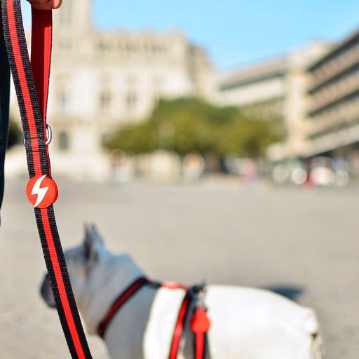 Dashi stripes correa de poli&eacute;ster rojo y negro para perros, , large Imagen numero 4