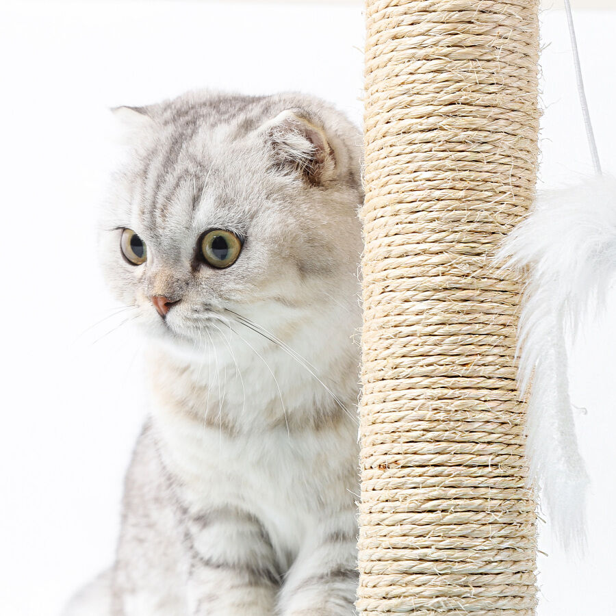 Nobleza &ndash; Poste rascador para Gatos de sisal con Juguete, , large Imagen numero 3