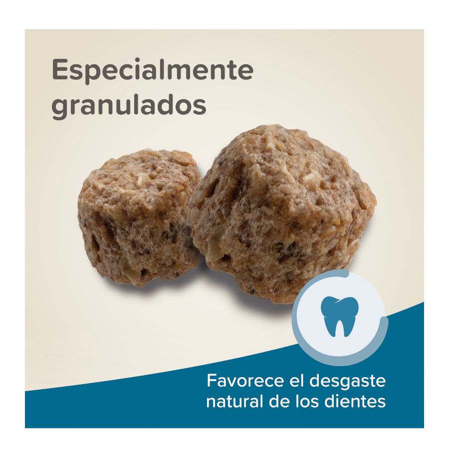 Beaphar Care + Pienso para cobayas, , large Imagen numero 6