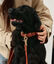 CAFIDE Collar Cuero Vegano Jala Marrón, , large indicador imagen numero 2