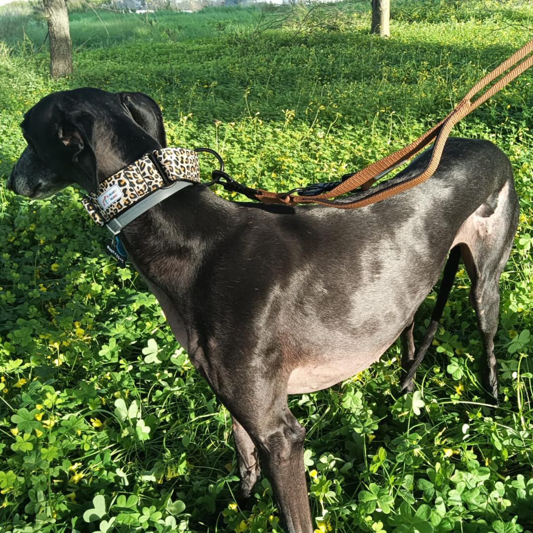 EGV - Collar Martingale 4 cm ancho, Collar galgo hecho a mano en Espa&ntilde;a (Leopardo), , large Imagen numero 5
