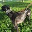 EGV - Collar Martingale 4 cm ancho, Collar galgo hecho a mano en España (Leopardo), , large indicador imagen numero 5