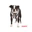 Arnés para perros Puppia Junior Soft color negro, , large indicador imagen numero 2
