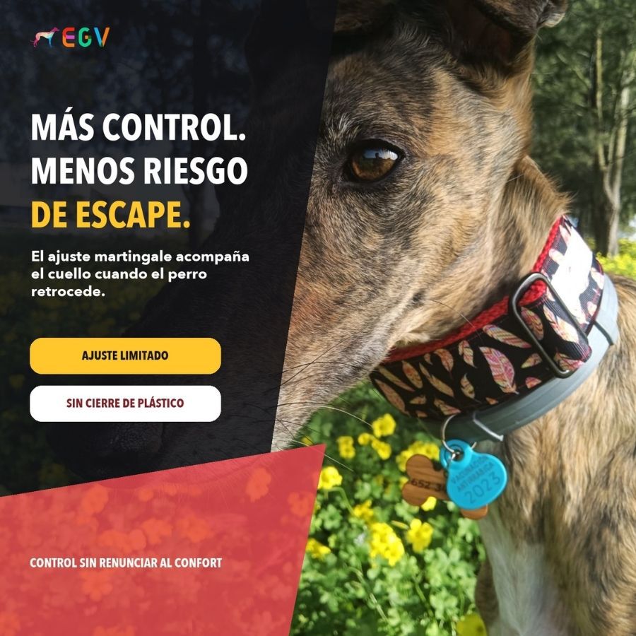 EGV - Collar Martingale 4 cm ancho, Collar galgo hecho a mano en Espa&ntilde;a (Plumas), , large Imagen numero 2