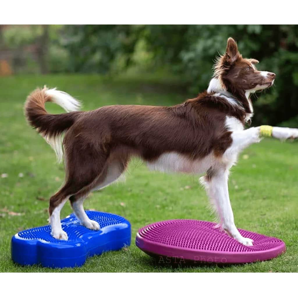 FitPAWS Disco de equilibrio para mascotas color frutos rojos 56 cm, , large Imagen numero 4