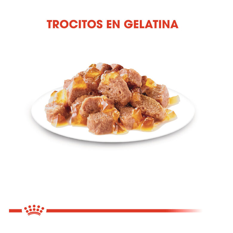 Royal Canin Ageing 12+ gelatina sobres para gatos thumbnail