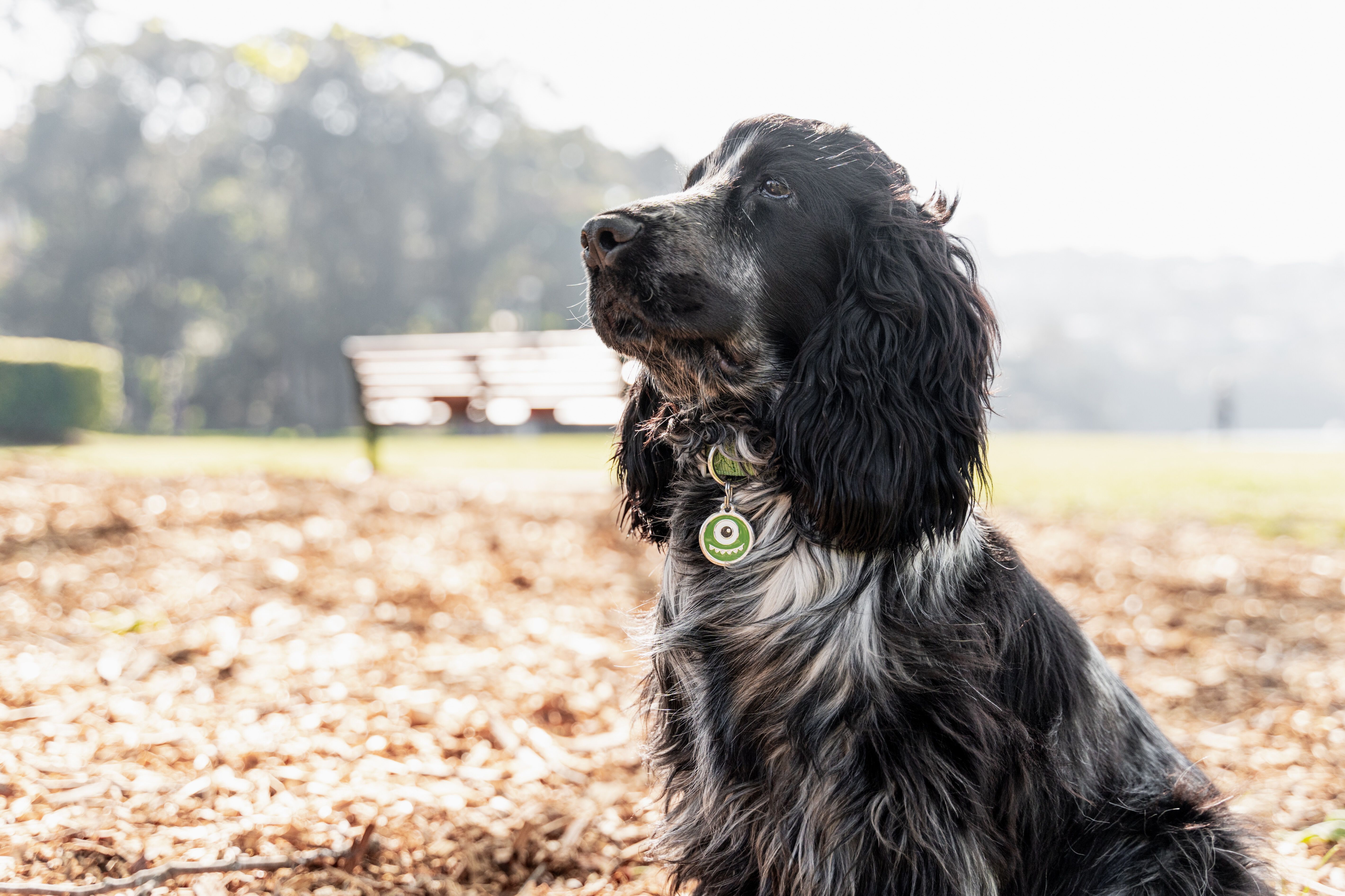 Placa identificativa Acero Inoxidable Hueso para perros, , large Imagen numero 2