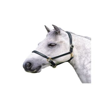 Blenheim Ragley Cabezada de Cuero para caballos