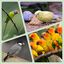 Avianvet Vitamina B+K Suplemento líquido para aves (15 ml), , large indicador imagen numero 3
