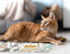VINILIKO, alfombra de vinilo mascotas, Cats in Paradise 48x75 cm, , large indicador imagen numero 2