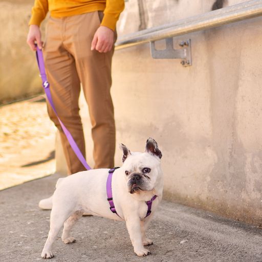 Dashi correa de nylon p&uacute;rpura para perros, , large Imagen numero 3