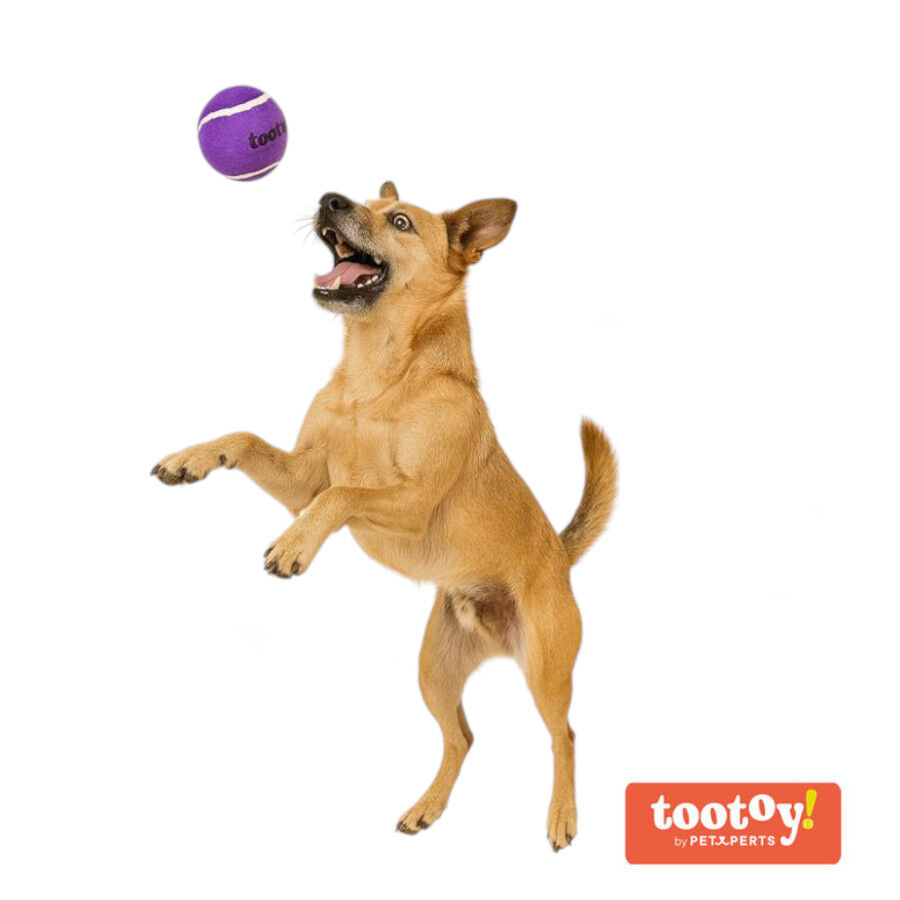 Tootoy! Chase Squeaker Ball Morada pelota de tenis para perros