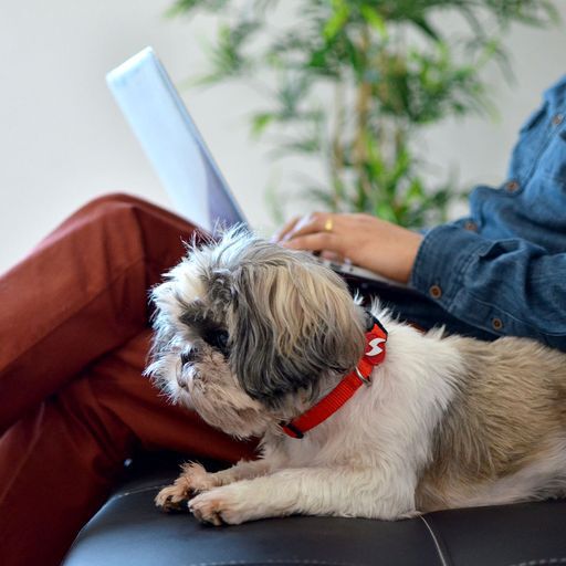 Collar para perros color Rojo, , large Imagen numero 4