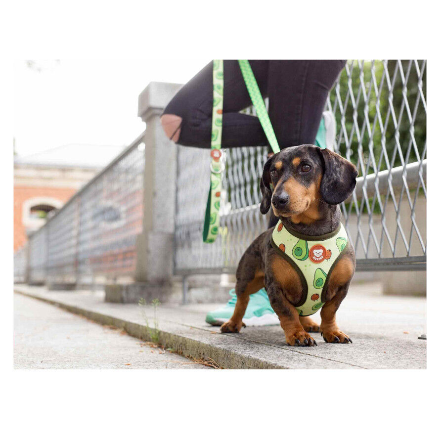 Dukier Avocado Arn&eacute;s Reversible Estampado Aguacate para perros, , large Imagen numero 4