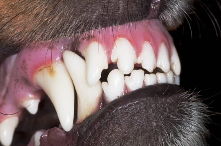 DENTAL CLEANER, , large Imagen numero 4