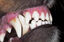 DENTAL CLEANER, , large indicador imagen numero 4