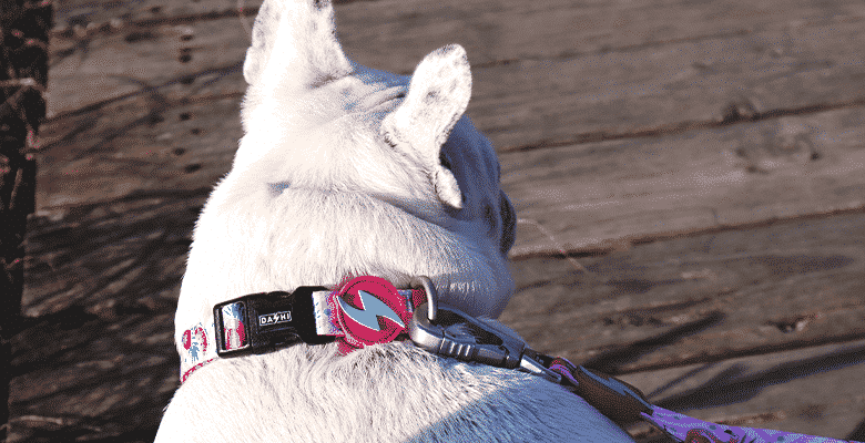 Collar Flamingo para perros color Varios, , large Imagen numero 3