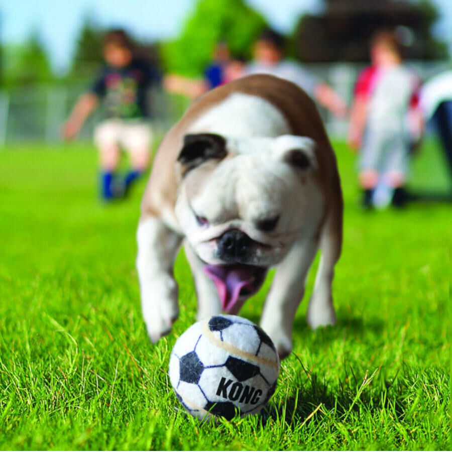 Kong Sport Kit de pelotas para perros thumbnail