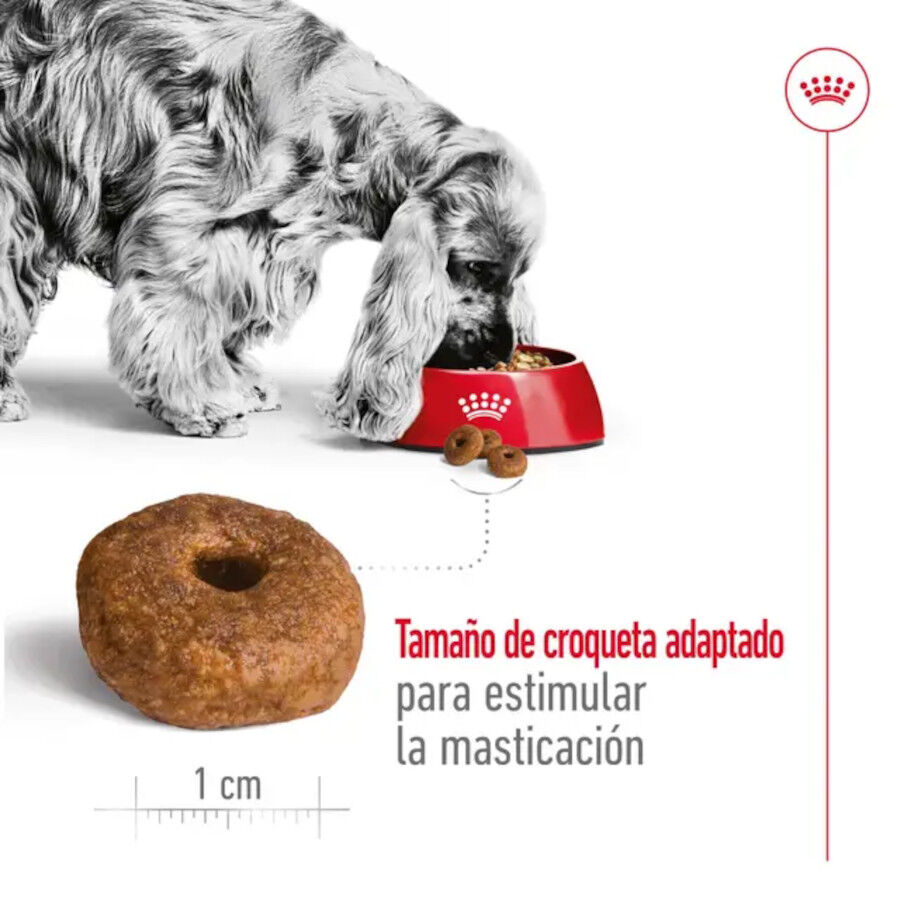 15 kg Royal Canin Medium 10+ Ageing pienso para perros&nbsp;senior, , large Imagen numero 6
