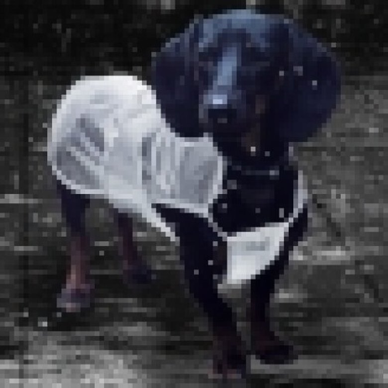 Chubasquero impermeable para perros color Transparente, , large image number null